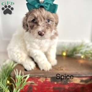 Spice, Miniature Poodle Mix Puppy